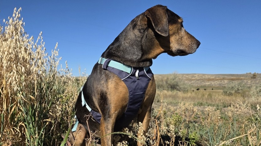 dog harness - the ruffwear flag line has a great fit, is light, full-length, and...