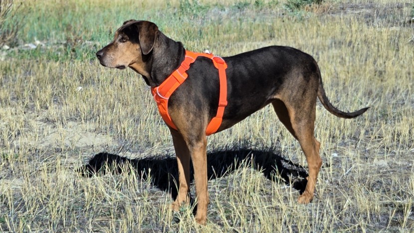 dog harness - cora is highly visible and comfortable, wearing ruffwear front...