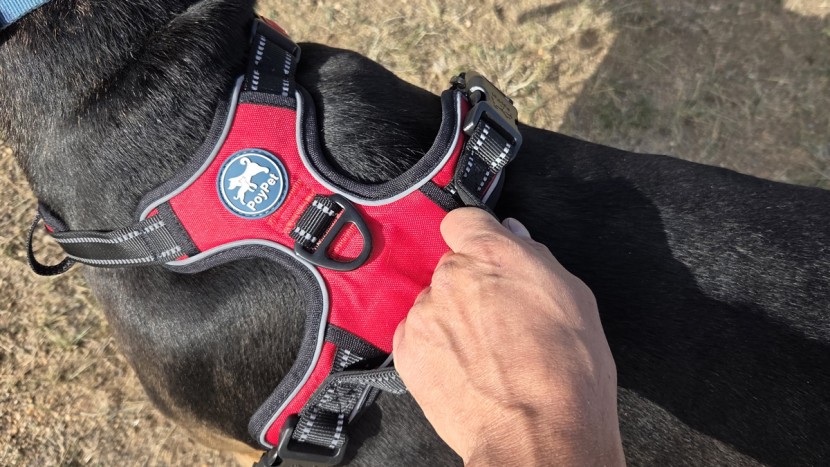 the poypet no-pull includes a handle, as well as reflective webbing...