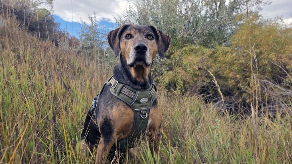 dog harness - cora is posing in the tall grasses next to a creek, wearing the...