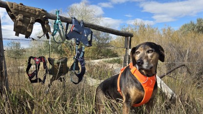 best dog harnesses
