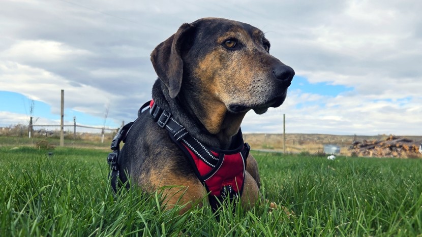 dog harness - the poypet no-pull is a fairly standard harness that includes a...